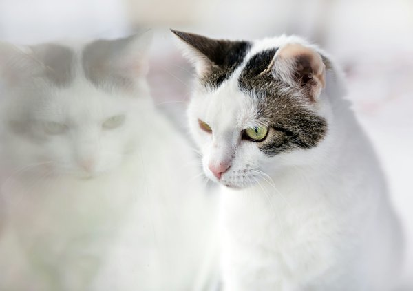 Choisir la meilleure mutuelle assurance chat.fr pour votre félin